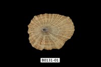 藏品(網目松螺)的圖片